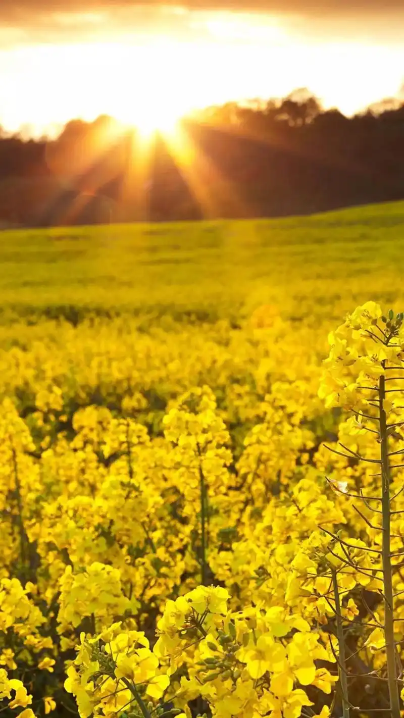 治愈系春天田野风景