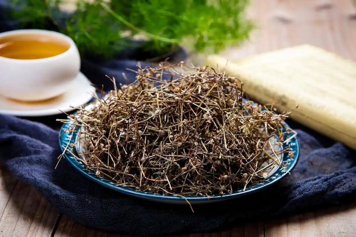 中药白花蛇舌草与地骨皮配伍,治疗再发性尿路感染(劳淋)【仅供参考】