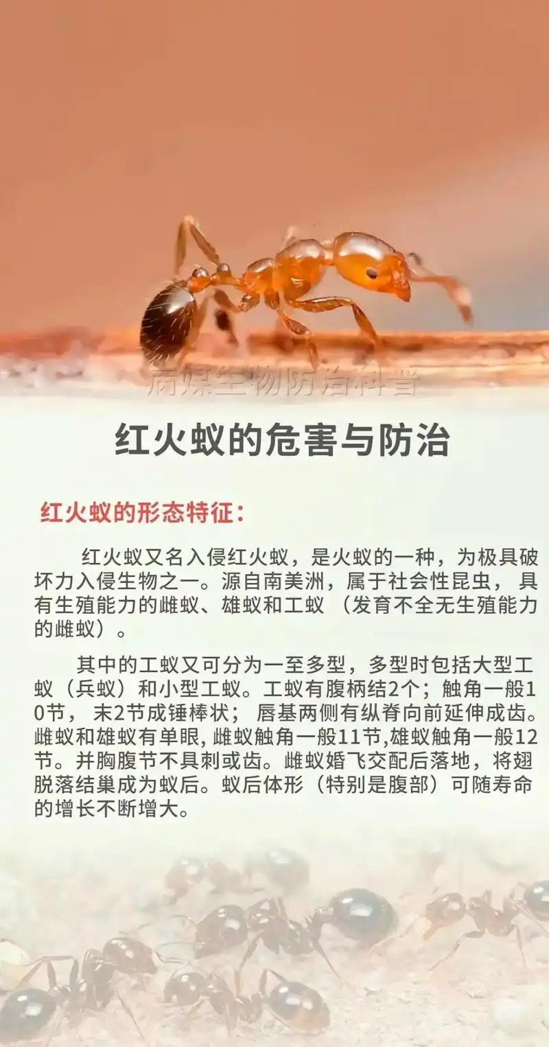 上热门话题🔥🔥🔥 病媒生物防治科普:红火蚁:1,形态 - 抖音