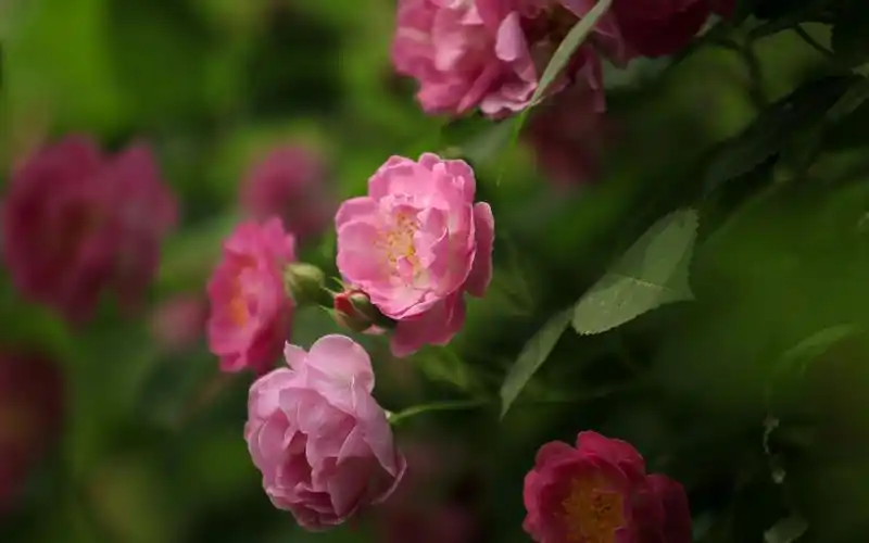 唯美蔷薇花养眼高清桌面壁纸