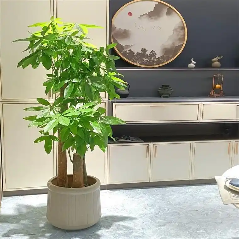 发财树客厅摆放风水禁忌