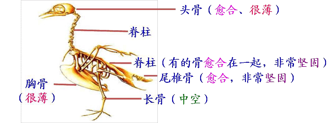 八上生物脊椎动物手抄报生物手抄报