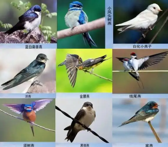 燕子种类可是熟悉燕子的人都知道,它是可以分成很多种的.