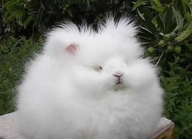 宠物图集:巨型安哥拉兔