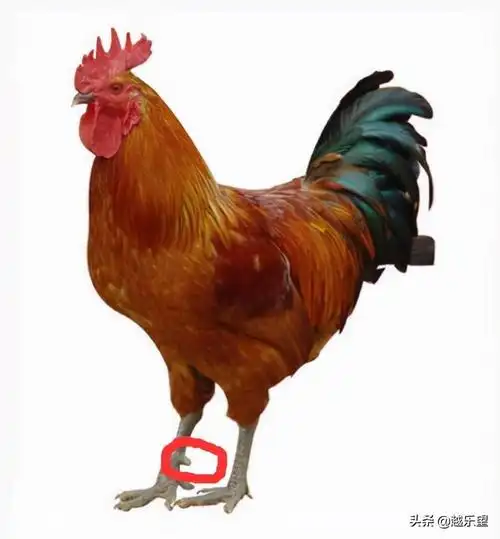 乌鸡公母鸡区分图片(土鸡和饲料鸡如何分辨) - 赤虎壹号