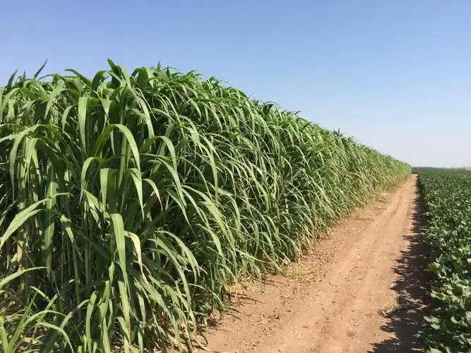 最近几年国内牧草种植发展迅速,也找到了不少适合在我国种植的优质