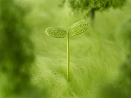 [ppt模板]ppt素材-背景图绿色清新自然屏壁纸.ppt