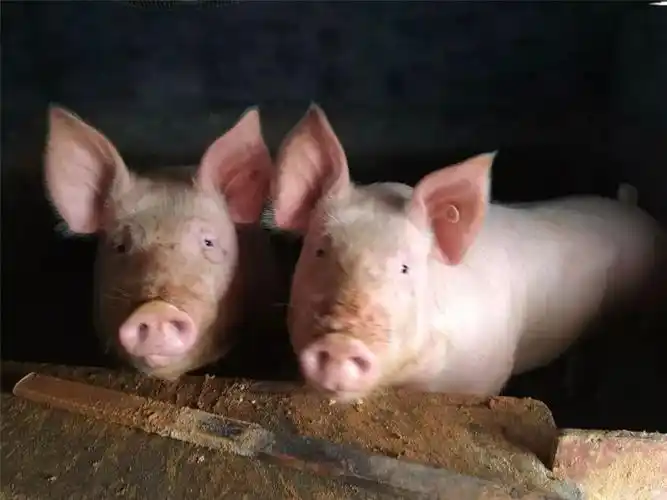 8折!这家生态农庄真心健康,自己养猪喂禽还种菜