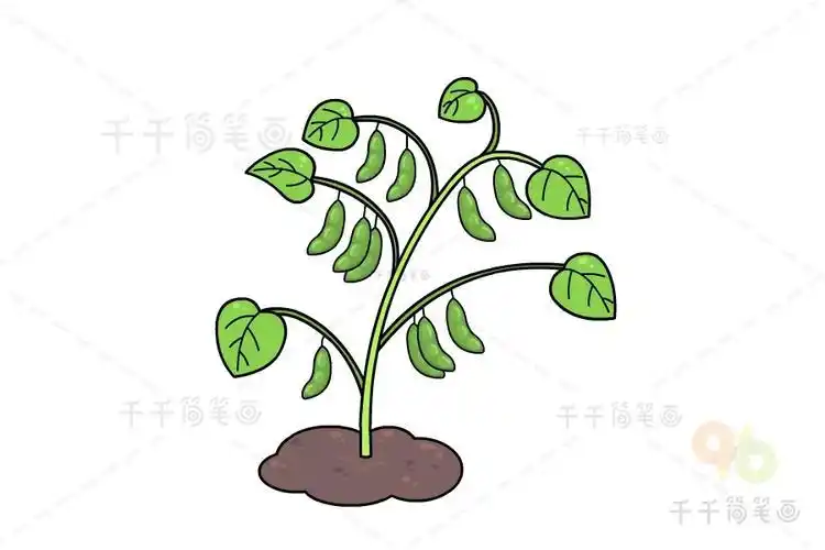 简单的毛豆怎么画简笔画 简笔画图片大全-普车都