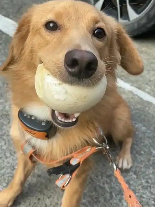 臭狗子捡了一大馒头吃香香