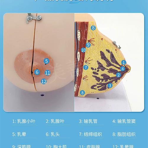 哺乳期乳房模型胸部解剖乳房结构造乳房乳腺病变模型催乳师教具
