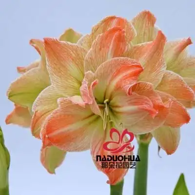 那朵花园艺 荷兰进口洋朱顶红种球 异域仙女 【预售11月到货】