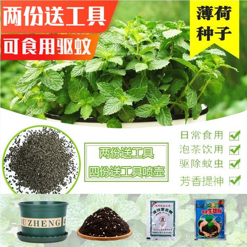 食用薄荷种子四季阳台含羞草种子太阳花种子驱蚊草花卉猫薄荷种籽