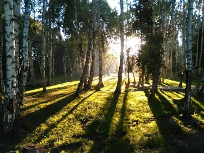 清晨一缕阳光钻进白桦林,那是怎样的一幅画面啊!