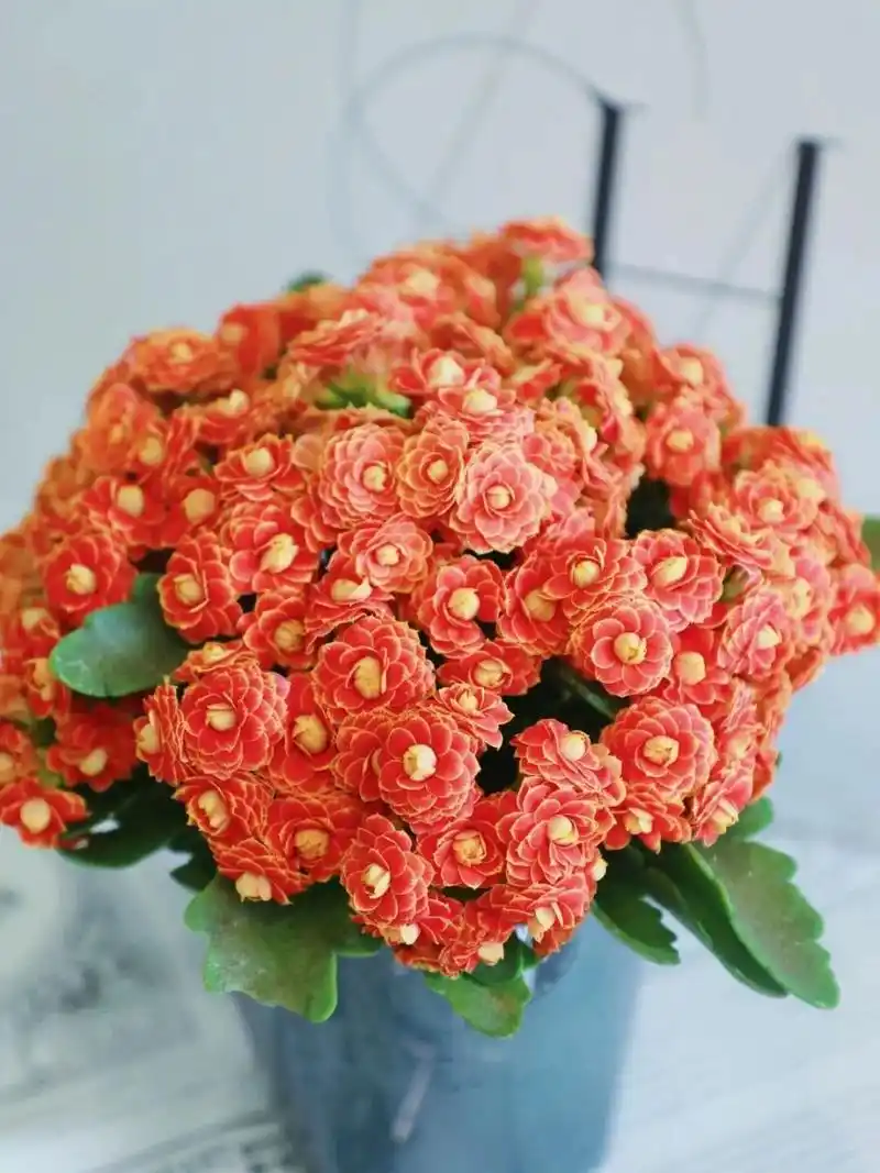 长寿花—金狐狸,光芒四射 金狐狸,这是长寿花中的劳斯莱斯,花苞大而