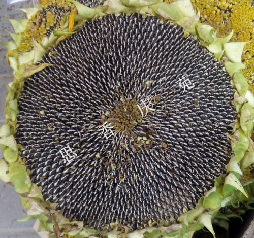 西北甘肃土特产 庆阳新鲜葵花盘 向日葵头 太阳花籽