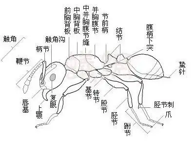 q4:蚂蚁身体结构的图片?