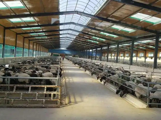 甘肃省现代草食畜产业技术体系依托临夏区域试验站在来临夏开展肉羊