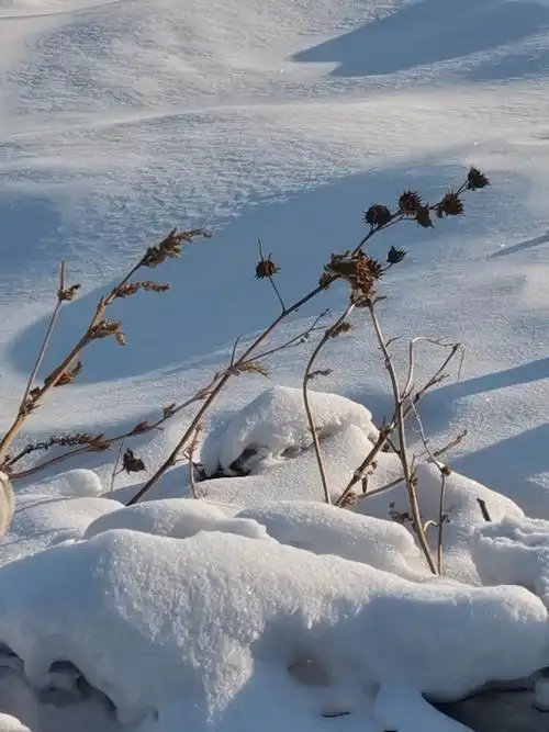 北方的雪景~~欢快的鸟儿(续)