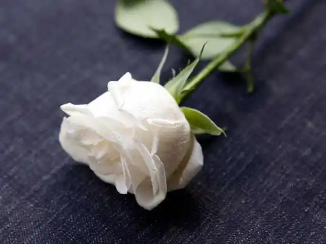 微雨下折下的一支白玫瑰