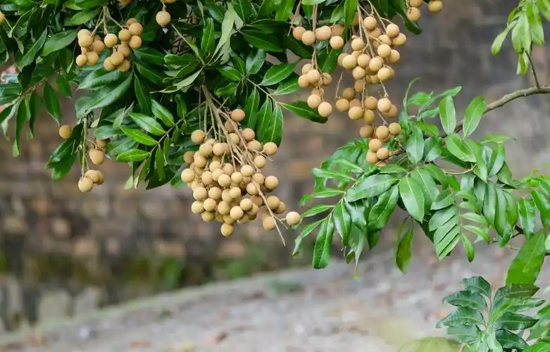 桂圆树图片果树桂圆龙眼