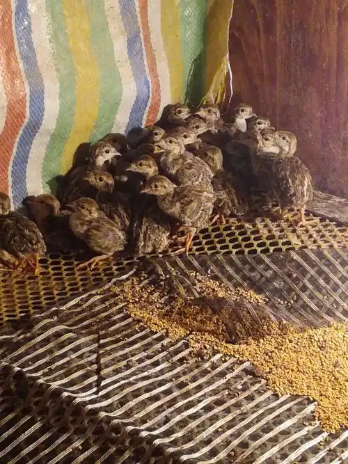 幼鹧鸪育雏间一角