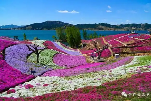 迁西县栗乡湖(大黑汀水库)东岸北孙家峪村雨花谷景区这是你梦中的花海