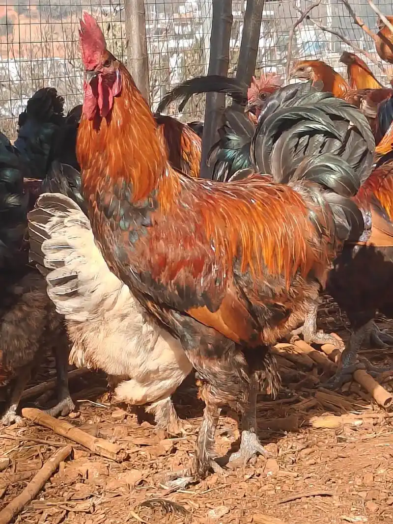 农村散养土鸡 #生态放养 #自家养殖 《无量山》毛脚《武定 - 抖音