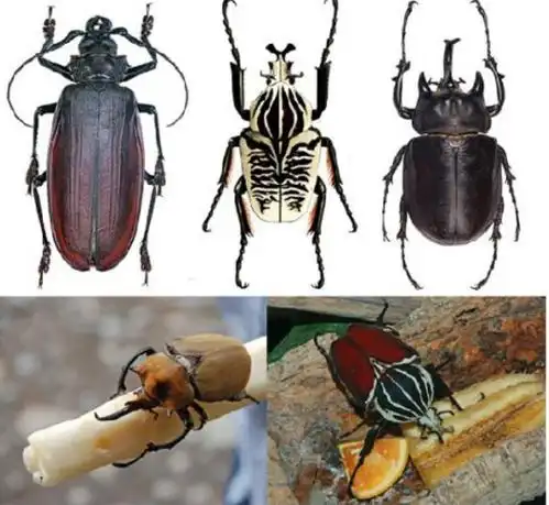 巨型远古昆虫的体型巨大原因,巨型远古昆虫的体型巨大原因在于(盘点