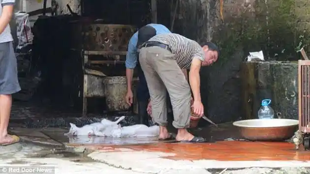 西方狗权人士叫板越南贩子杀狗 猴子大怒当面残忍杀2头给他们看!