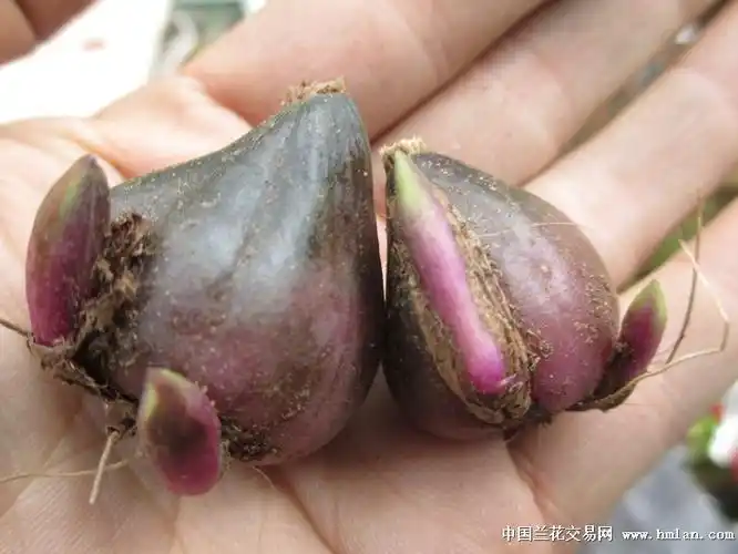 ***-兰花鉴辨-中国兰花交易网社区