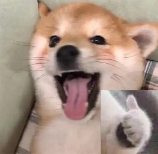 狗勾点赞表情包勾点表情