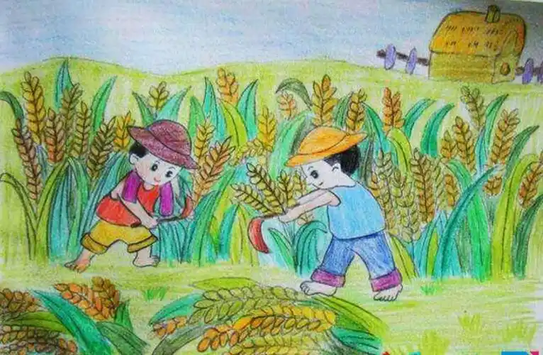 家乡的麦子成熟了