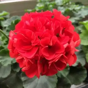 直立天竺葵 朝霞,勤花,大花球,经典品种