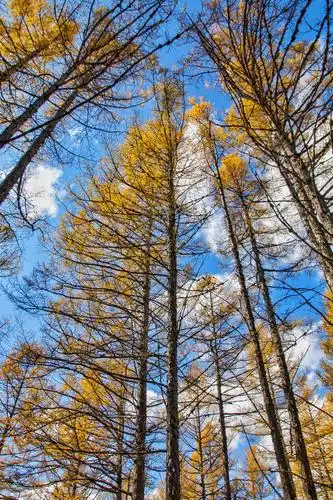 蓝天白云,参天大树,身披黄色,高耸入云.