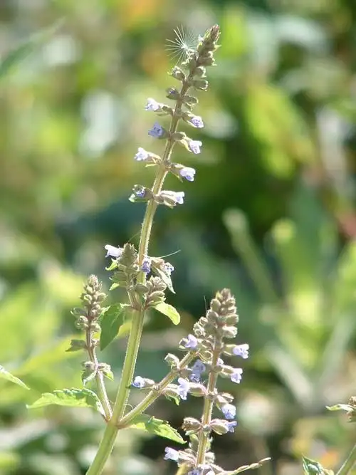 a href="#" data-lemmaid="3113946">风轮菜属 /a>多年生草本,高可达