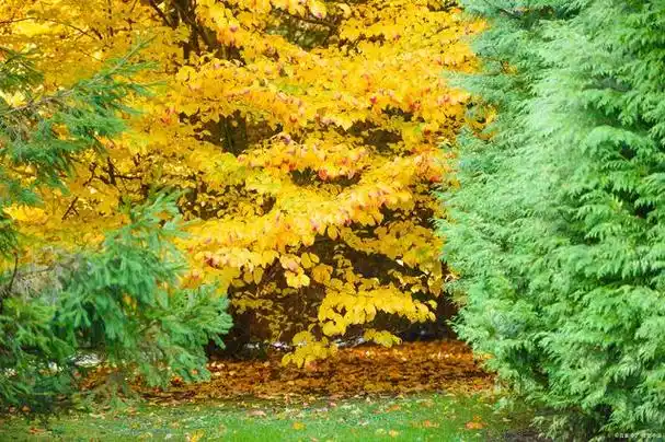 秋天在树林里.树林是黄色的