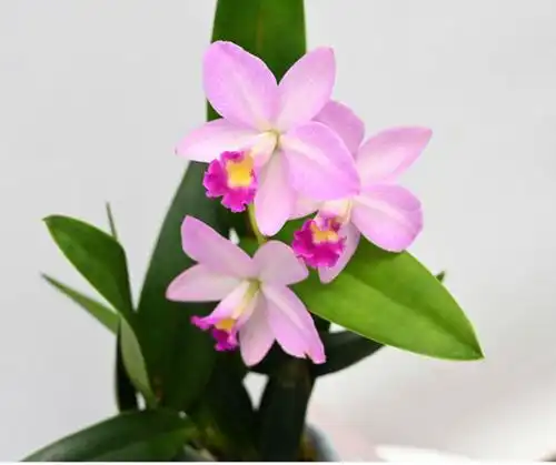 兰花洋兰卡特兰文心石斛兰室内办公室桌面盆栽绿植花卉 粉红佳人带