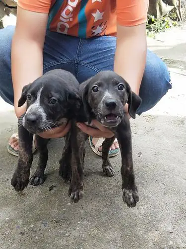 出售一窝杜高串比特