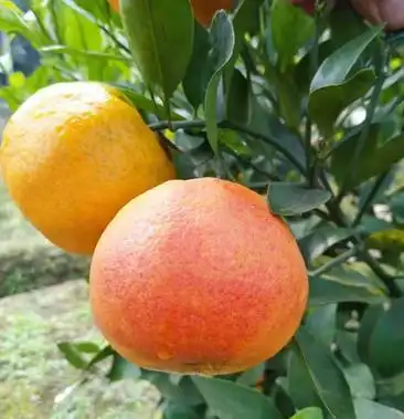 媛红椪柑苗/纯度品质保障假一赔十签订合同坏苗包赔