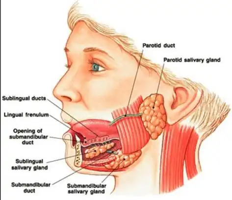 了解我们自己的唾液腺