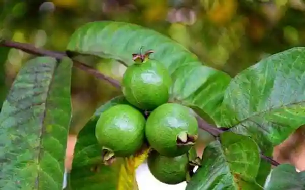 番石榴的高清大图