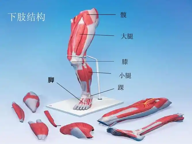 人体解剖课件全套ppt课件