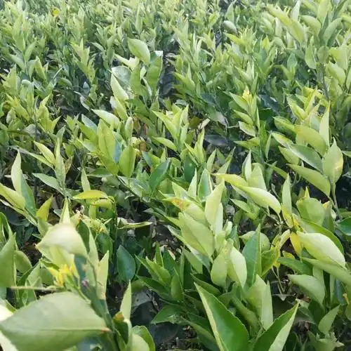 阿斯蜜柑橘苗-橘中王子-柑橘中的顶配-正旺苗木