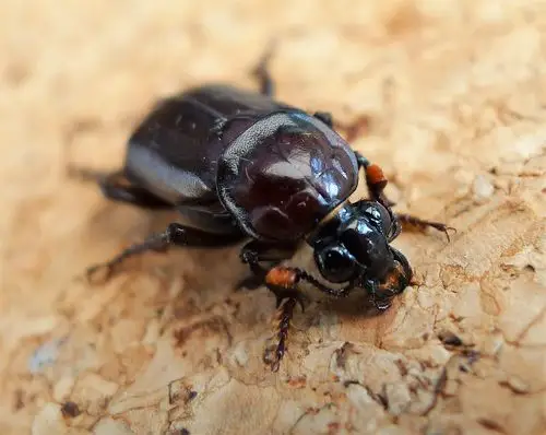 burying beetle, (nicrophorus humator, sexton beetle). silphidae.