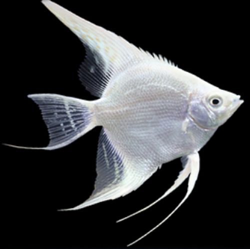 神仙鱼燕鱼秘鲁七彩神仙热带观赏小型鱼苗活体淡水熊猫燕红头蓝魔