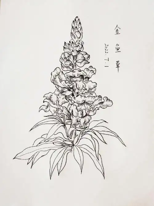 黑白线描临摹|植物花卉|金鱼草