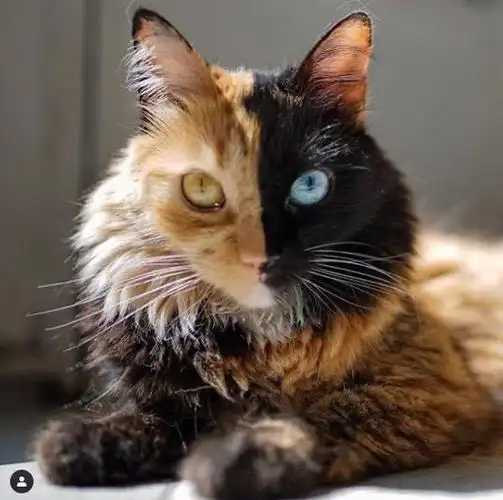 让人过目不忘的嵌合体猫咪 阴阳脸鸳鸯眼