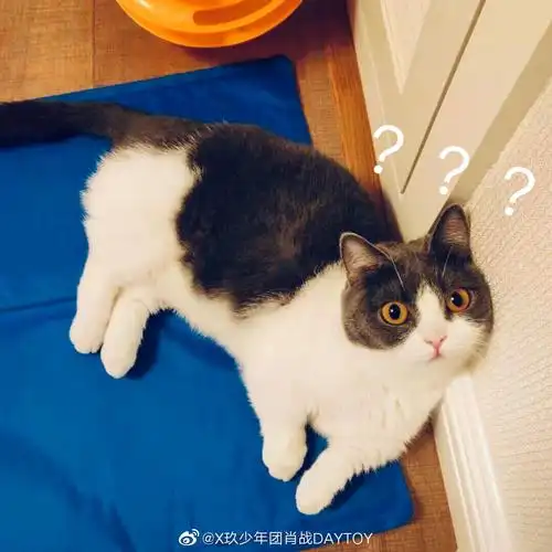 wcf都是国外的协会,caa是我们中国自己的协会),tica和wcf承认曼基康矮