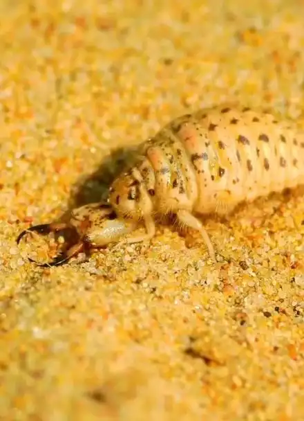 这么大的蚁狮谁看见过,2厘米长